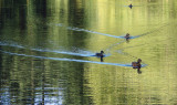 Reflections and Ducks