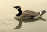 Ripple*