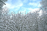 Snow and Blue Sky