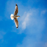On the Wind