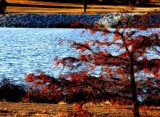 Fire Tree