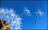 <b>2nd:</b> Wind - Dandy Pod Cast by Techo