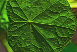 New Leaf