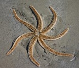 Dead starfish