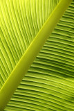 Pattern in Green