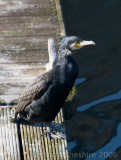 A real life Liver Bird