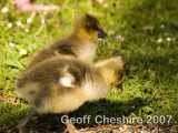 Bramshill goslings