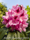 Rhodedendron bloom
