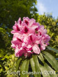 Rhodedendron bloom
