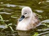 One of this years brood