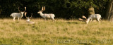 The White Stags