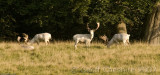 The White Stags