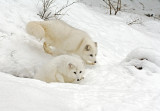 Arctic Fox pair
