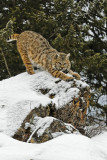 Bobcat