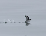 Cassins Auklet