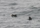 Rhinoceros Auklet