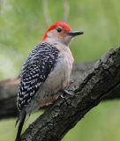 Red-bellied Woodpecker