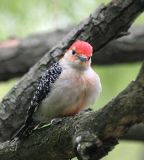 Red-bellied Woodpecker