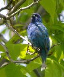 Indigo Bunting