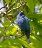 Indigo Bunting