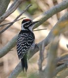 Nuttalls Woodpecker