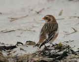 Snow Bunting