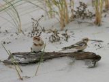 Snow Bunting