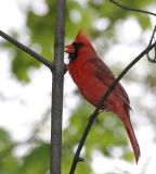 Northern Cardinal