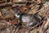 American Bullfrog