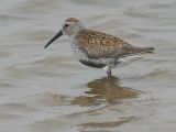 Dunlin