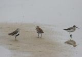 Dunlin