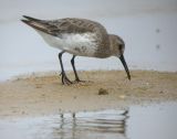 Dunlin