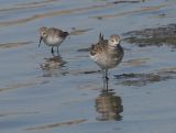 Ruff with Western Sandpiper