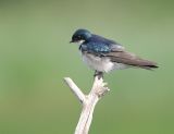 Tree Swallow