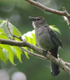 Gray Catbird