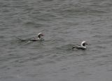 Long-tailed Duck