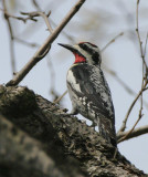 Yellow-bellied Sapsucker