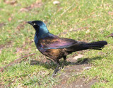 Common Grackle (Purple/Bronzed intergrade)