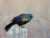 Common Grackle (Purple)