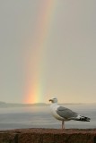 Herring Gull (American)