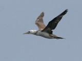 Northern Gannet