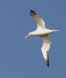 Northern Gannet