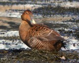 Common Eider