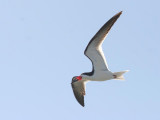 Black Skimmer