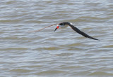 Black Skimmer