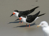 Black Skimmer