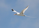 White-tailed Tropicbird