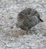 Sooty Grouse