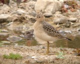 Buff-breasted Sandpiper