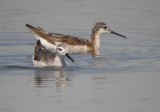 Wilsons Phalarope